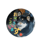 Shibainu-3bakacan（個別スタンプ：14）