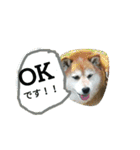 Shibainu-3bakacan（個別スタンプ：17）