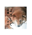 Shibainu-3bakacan（個別スタンプ：18）