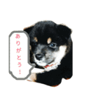 Shibainu-3bakacan（個別スタンプ：21）