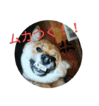 Shibainu-3bakacan（個別スタンプ：23）