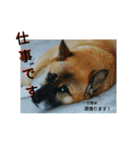 Shibainu-3bakacan（個別スタンプ：24）