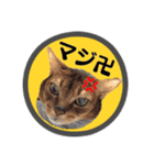 猫のデータくん（個別スタンプ：7）