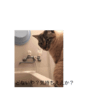 ねこねこねこ！、（個別スタンプ：1）