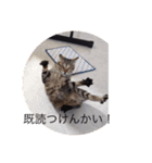 ねこねこねこ！、（個別スタンプ：2）