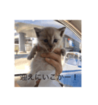 ねこねこねこ！、（個別スタンプ：3）