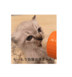 ねこねこねこ！、（個別スタンプ：4）