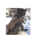 ねこねこねこ！、（個別スタンプ：5）