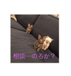 ねこねこねこ！、（個別スタンプ：7）