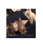ねこねこねこ！、（個別スタンプ：8）