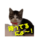 飼い猫はなさん（個別スタンプ：7）