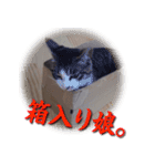 飼い猫はなさん（個別スタンプ：16）