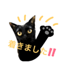 キジとらちゃびと黒猫ちゃこ（個別スタンプ：13）