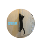 cat blackk（個別スタンプ：6）