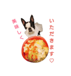 fantastic doglife of bostonterrie loa（個別スタンプ：5）