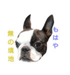 fantastic doglife of bostonterrie loa（個別スタンプ：6）