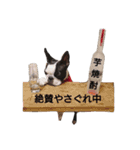 fantastic doglife of bostonterrie loa（個別スタンプ：8）