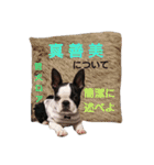 fantastic doglife of bostonterrie loa（個別スタンプ：9）