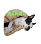 fantastic doglife of bostonterrie loa（個別スタンプ：10）