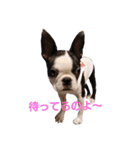 fantastic doglife of bostonterrie loa（個別スタンプ：11）