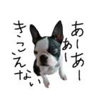 fantastic doglife of bostonterrie loa（個別スタンプ：14）