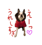 fantastic doglife of bostonterrie loa（個別スタンプ：15）