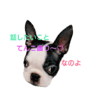 fantastic doglife of bostonterrie loa（個別スタンプ：16）