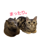 Coco＆Annie cats stamps（個別スタンプ：16）