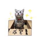 ハロキキ− ネコ 猫 ねちゃん 可愛い キレイ（個別スタンプ：12）