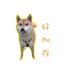 Shiba inu Cookies's Life（個別スタンプ：1）