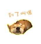 Shiba inu Cookies's Life（個別スタンプ：7）