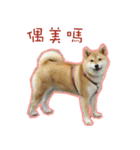 Shiba inu Cookies's Life（個別スタンプ：14）