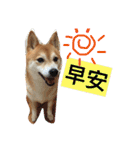 Shiba HanHan（個別スタンプ：13）