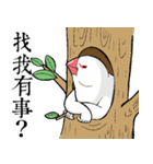 java sparrow man（個別スタンプ：1）