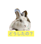 うさぎに癒されて下さい（個別スタンプ：7）