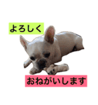 フレンチブル犬☆ナーティの日常（個別スタンプ：23）