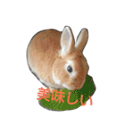 Rabbit＆budgerigar（個別スタンプ：2）