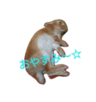 Rabbit＆budgerigar（個別スタンプ：7）