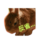 Rabbit＆budgerigar（個別スタンプ：8）