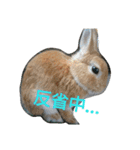 Rabbit＆budgerigar（個別スタンプ：13）