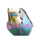 Rabbit＆budgerigar（個別スタンプ：16）