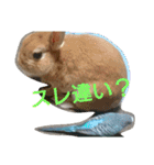 Rabbit＆budgerigar（個別スタンプ：20）