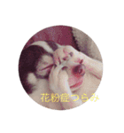 牛犬モカ（個別スタンプ：4）