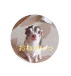 牛犬モカ（個別スタンプ：13）