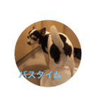 牛犬モカ（個別スタンプ：14）