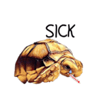 Species Tortoise（個別スタンプ：2）