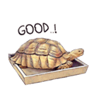 Species Tortoise（個別スタンプ：6）