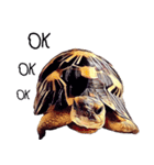 Species Tortoise（個別スタンプ：8）