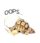 Species Tortoise（個別スタンプ：11）