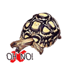 Species Tortoise（個別スタンプ：14）